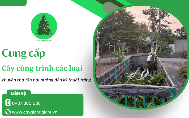 Cung cấp cây công trình các loại
