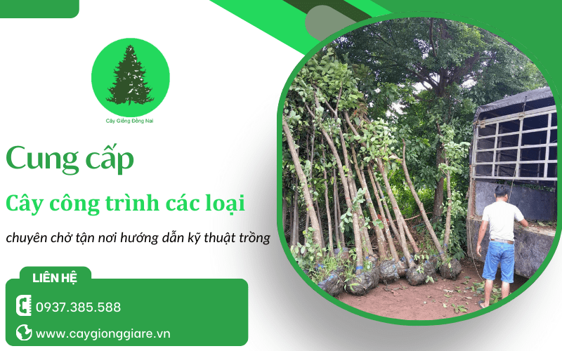 Cung cấp cây công trình các loại