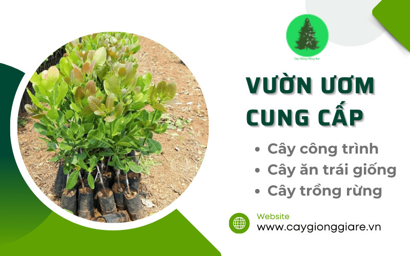 cây công trình
