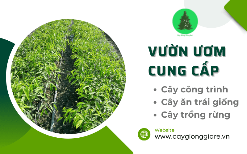 cây công trình