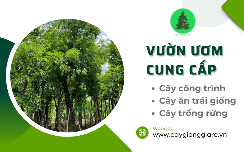 cây công trình