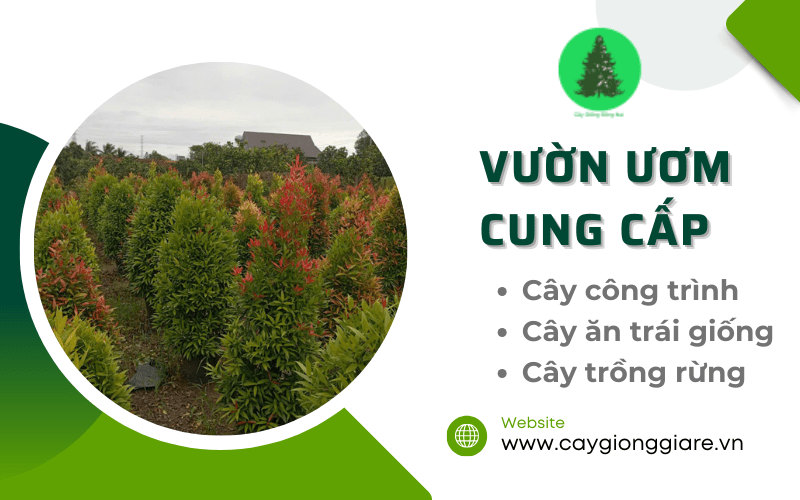 cây công trình