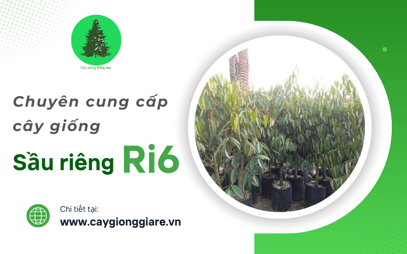 sầu riêng Ri6