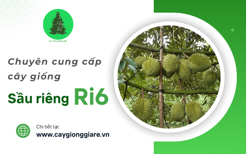 sầu riêng Ri6