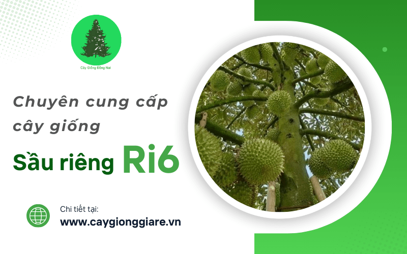 sầu riêng Ri6