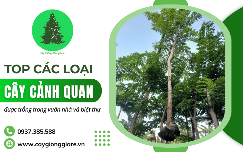 cây cảnh quan sân vườn