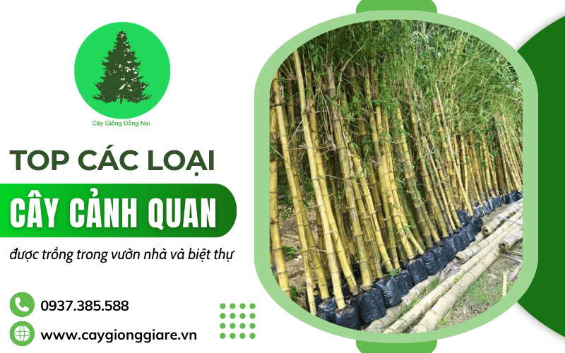 cây cảnh quan sân vườn