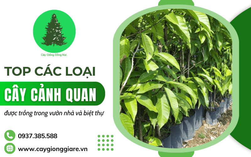 cây cảnh quan sân vườn