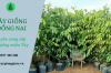 Tổng hợp 5 loại cây lấy gỗ đem về lợi nhuận cao tại Cây giống Đồng Nai