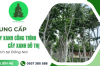 Cung cấp cây xanh công trình, cây xanh đô thị tại Đồng Nai