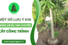 Một số chú ý khi bứng (nhổ) và vận chuyển cây công trình