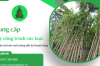 Cung cấp cây công trình các loại, chuyên chở tận nơi hướng dẫn kỹ thuật trồng