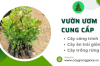 Vườn ươm cung cấp giống cây công trình, ăn trái, trồng rừng giá rẻ tại Miền Nam