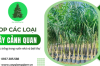 Top các loại cây cảnh quan trồng nhiều trong vườn nhà và biệt thự