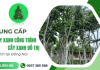 Cung cấp cây xanh công trình, cây xanh đô thị tại Đồng Nai