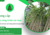 Cung cấp cây công trình các loại, chuyên chở tận nơi hướng dẫn kỹ thuật trồng