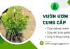 Vườn ươm cung cấp giống cây công trình, ăn trái, trồng rừng giá rẻ tại Miền Nam