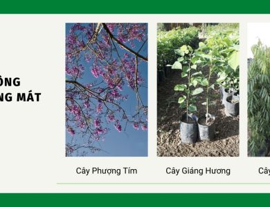Tìm hiểu 5 loại cây trồng lấy bóng mát tại Cơ Sở Cây Giống Đồng Nai