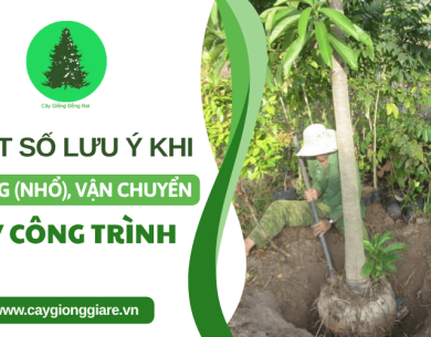 Một số chú ý khi bứng (nhổ) và vận chuyển cây công trình