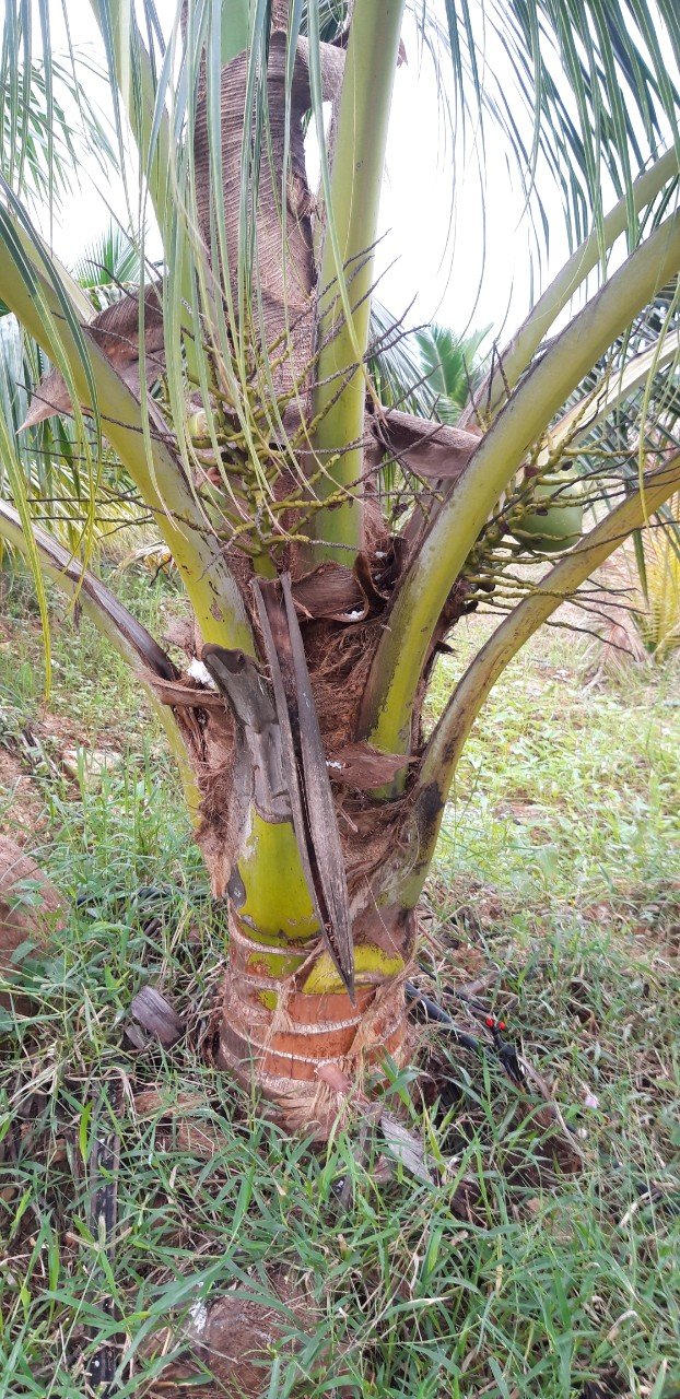 Cây dừa giống