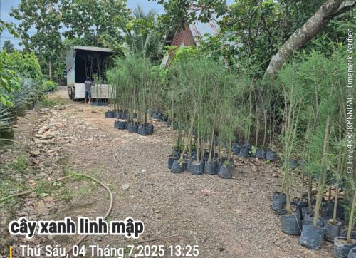 Cây Dương (Phi Lao)