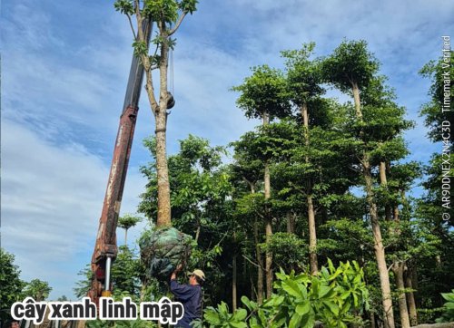 Cây Lộc Vừng