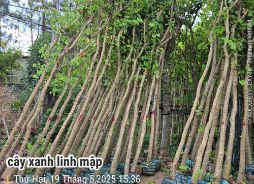 Cây Móng Bò