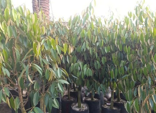 Cây Sầu Riêng Ri 6